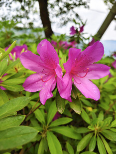 娇艳绽放的粉色杜鹃花