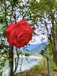 林间一朵盛开的月季