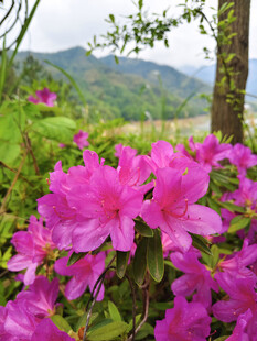 盛放的杜鹃花
