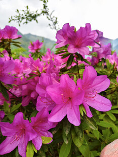娇艳杜鹃花