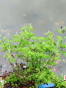 水边绿植生机勃勃