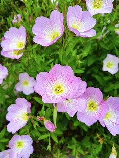 粉色月见草绽放