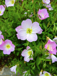 粉色月见草绽放于绿叶间