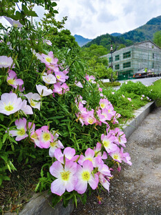 路边美丽月见草