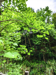 绿意盎然的繁茂树林