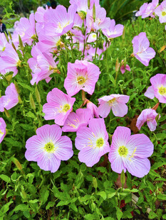 粉色月见草绽放于绿野