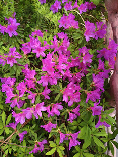 盛开的紫色杜鹃