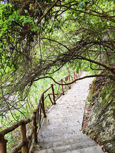 林间蜿蜒木栏小径