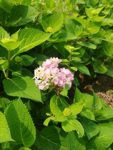 绿叶丛中的粉色绣球花