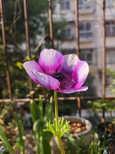 窗边绽放的紫色银莲花