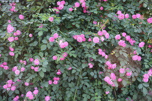 蔷薇花花墙