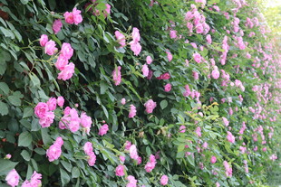 蔷薇花花墙