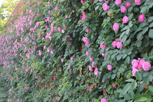 蔷薇花花墙