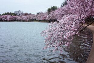 湖畔盛开的樱花