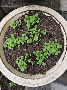 花盆中的嫩绿幼苗