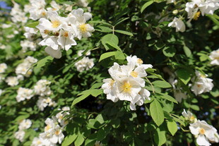 白色野蔷薇