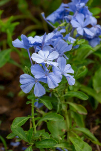 蓝雪花绽放的美丽瞬间