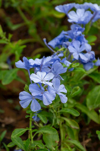 蓝花绽放绿意间