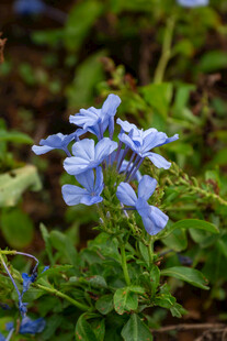 蓝花绽放绿意间