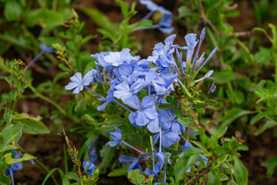 蓝花绽放于翠绿枝叶间