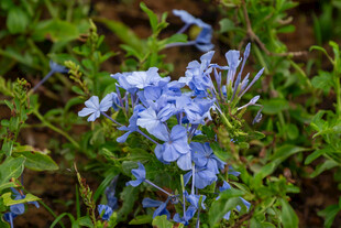 蓝花绽放于翠绿枝叶间