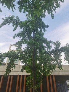 银杏树
