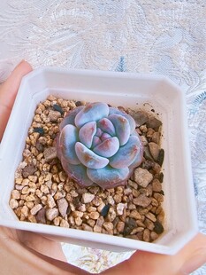 手捧精致多肉盆栽
