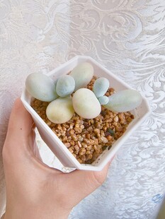 手捧可爱多肉植物小盆栽