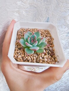 手捧可爱多肉小盆栽