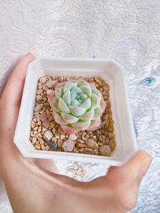 手捧精致多肉小盆栽
