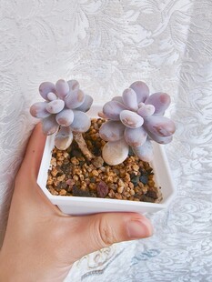 手捧可爱紫色多肉植物