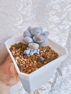 手捧白色盆中的多肉植物