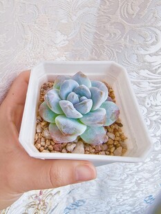手捧蓝绿色多肉小盆栽