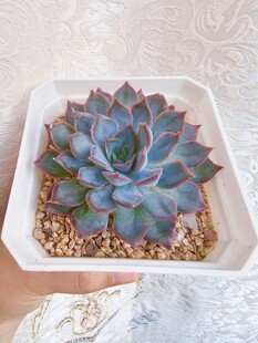 精致蓝紫色多肉盆栽展示