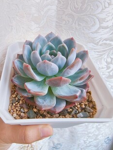 梦幻蓝粉多肉植物盆栽