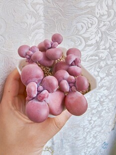 手捧紫色多肉植物