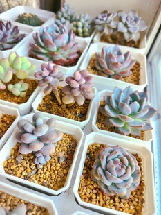 多彩多肉植物盆栽展示