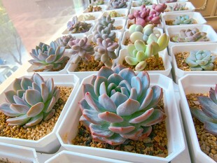 多彩多肉植物盆栽展示