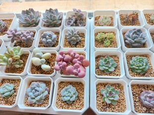 多彩多肉盆栽展示