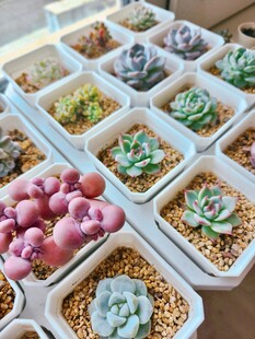 多彩多肉盆栽展示