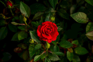 娇艳红玫瑰绽放绿叶间