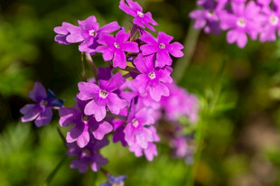 紫色小花绽放于绿意间