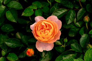 娇艳橙色玫瑰绽放绿叶间