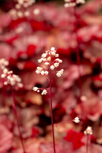 红底白花植物特写