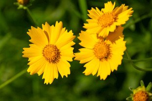 三朵明艳黄色小花绽放