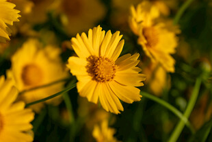 金黄雏菊绽放
