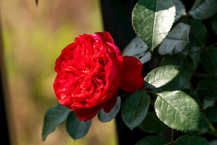 娇艳红玫瑰绽放绿叶间