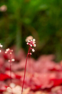 红茎白花植物特写
