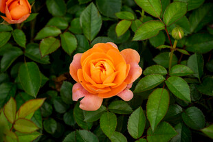 娇艳橙色玫瑰绽放绿叶间