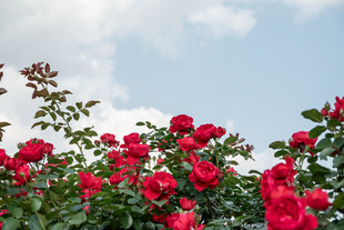 娇艳红玫瑰绽放于蓝天